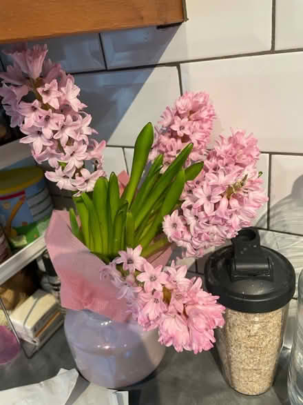 Photo of free 2x flowers (W4) #1