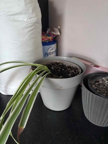 Photo of free 2 x spider plants (Oxford OX33) #1
