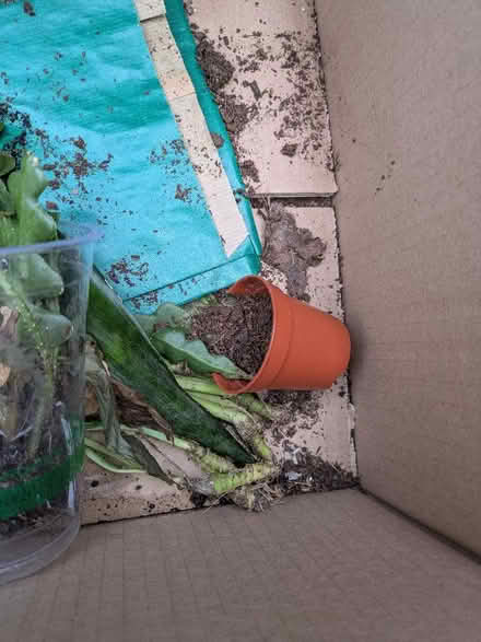 Photo of free Houseplant cuttings (Heaton) #4