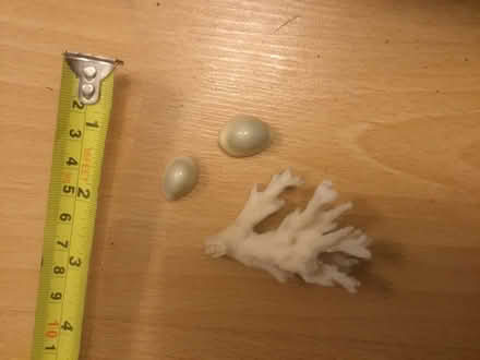 Photo of free Small piece of coral and 2 cowries (B62 near Blackheath) #1