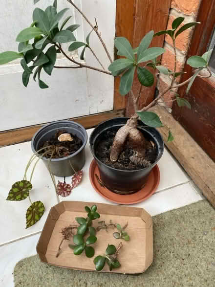 Photo of free House plants 🪴 (Waterlooville PO7) #1