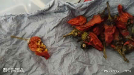 Photo of free Spider Plants & Chili Seeds! 🌶 (Upper Holloway N19) #1