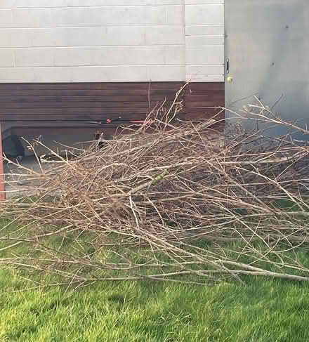 Photo of free Small wood branches for fire (Clongriffin) #1