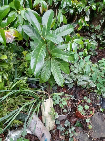 Photo of free Cherry laurel (Wimbledon Village SW19) #1