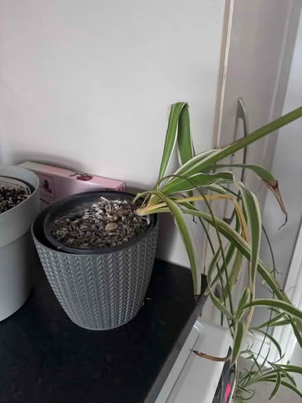 Photo of free 2 x spider plants (Oxford OX33) #2
