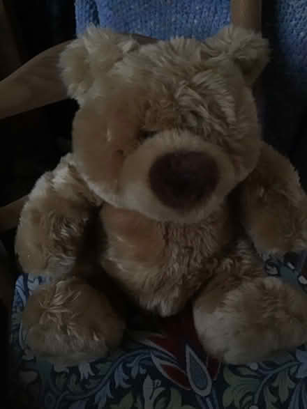 Photo of free Teddy 1 (Wescott RG40) #2