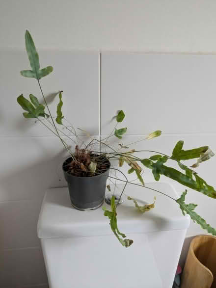 Photo of free Blue Fern (CT1) #1