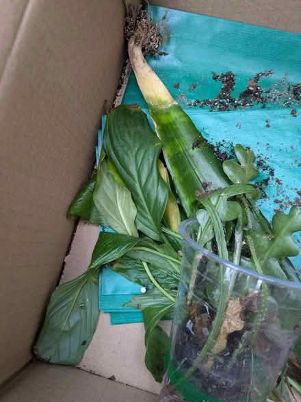 Photo of free Houseplant cuttings (Heaton) #2
