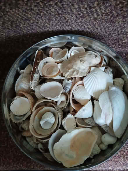 Photo of free Tin of mixed shells (Middlewood S35) #1