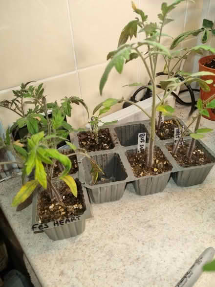 Photo of free Tomato plants (Eltham) #1