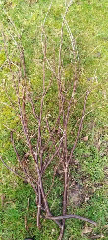 Photo of free Cuttings of redcurrants (Kennington OX1) #1