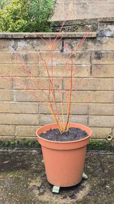 Photo of free Garden plant (Kingsway) #1