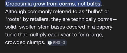 Photo of free Crocosmia Lucifer corms/bulbs (Near Cameron Toll EH16) #2