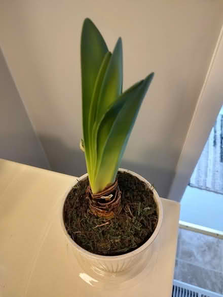 Photo of free Amaryllis bulb (Odenton) #1