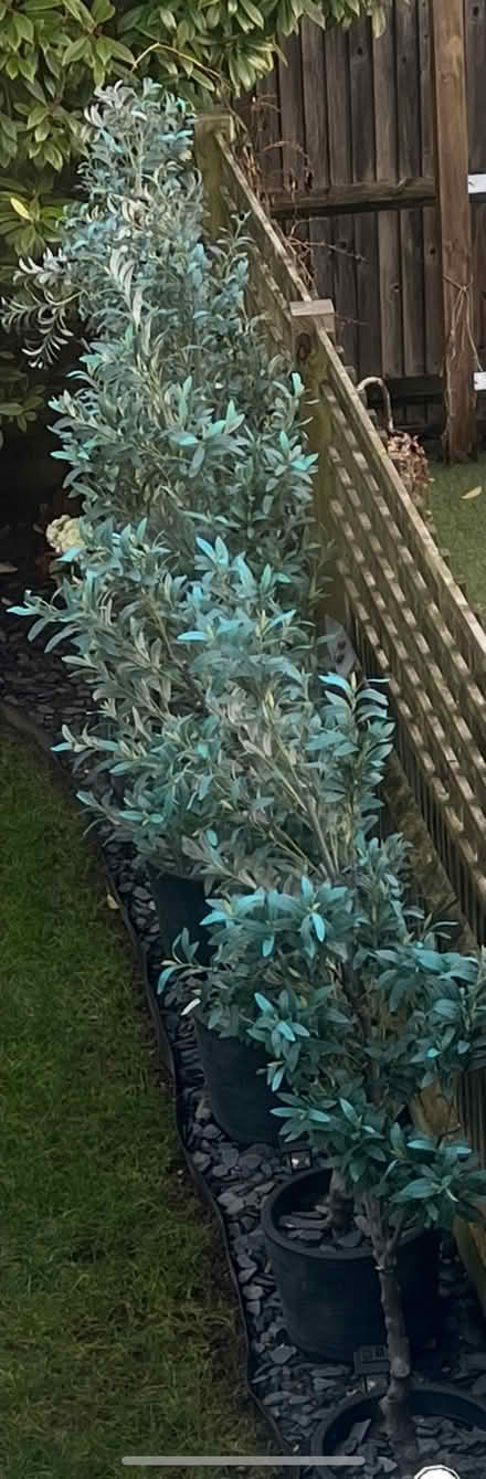 Photo of free 5 artificial olive trees (6-7 feet tall) (Beaconsfield HP9) #2