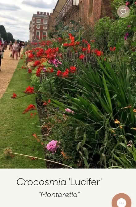 Photo of free Crocosmia Lucifer corms/bulbs (Near Cameron Toll EH16) #1