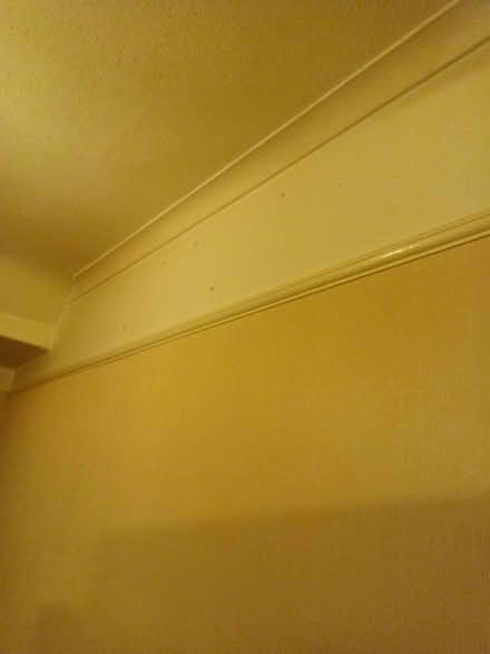 Photo of free Picture hooks (SE20) #3