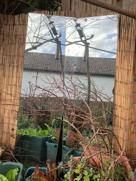 Photo of free 2x tall Mirrors (Glastonbury BA6) #1