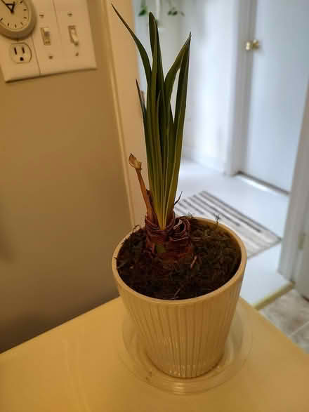 Photo of free Amaryllis bulb (Odenton) #2