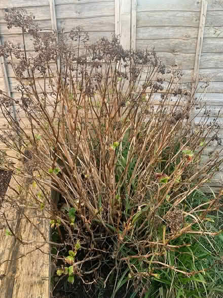 Photo of free 3x Hydrangea (BS11) #1