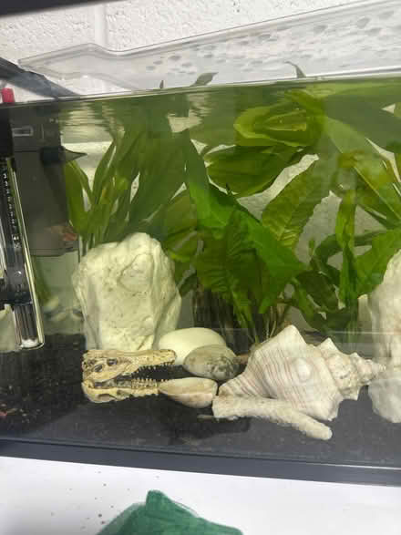 Photo of free Tropical fish and tank 30 L (Muxton TF2) #4