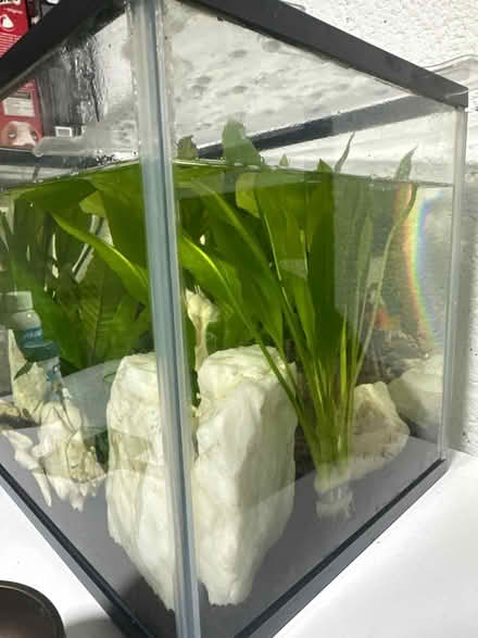 Photo of free Tropical fish and tank 30 L (Muxton TF2) #3