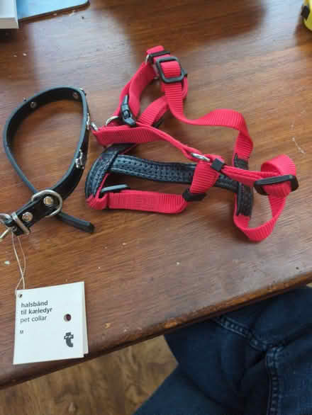 Photo of free Puppy harness and small dog collar (Cowley OX4) #1