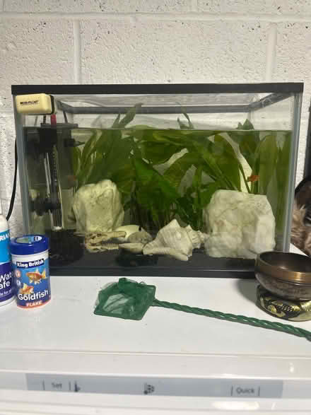 Photo of free Tropical fish and tank 30 L (Muxton TF2) #2