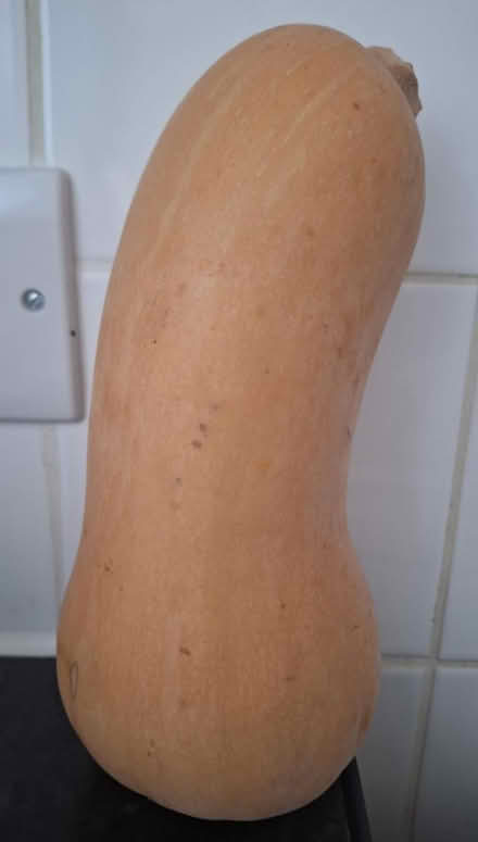 Photo of free Whole Butternut Squash (Hackney E9) #1