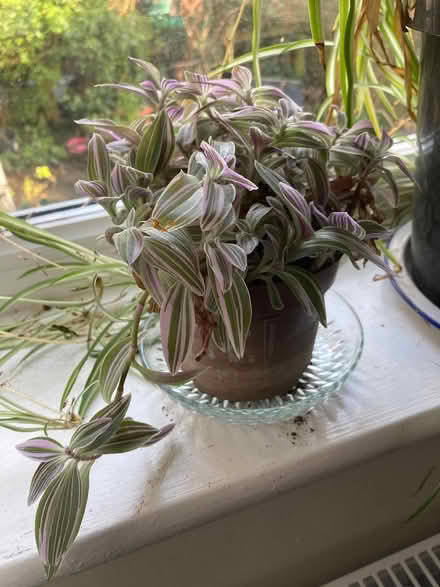 Photo of free 2 House plants (Glastonbury BA6) #2