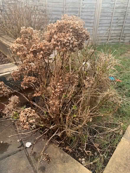 Photo of free 3x Hydrangea (BS11) #2