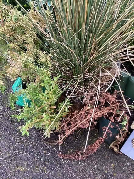 Photo of free Garden plants (Shirley CR0) #1