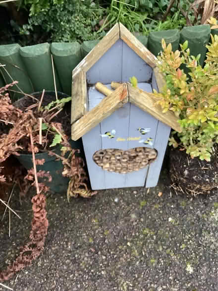 Photo of free Garden plants (Shirley CR0) #4