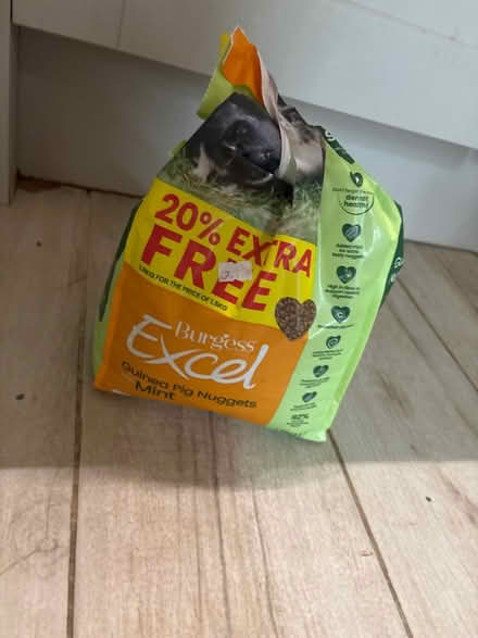 Photo of free Guinea pig pellets (Thornes WF2) #1