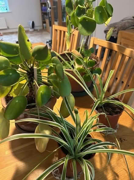 Photo of free Plants (Stevenage SG2) #1