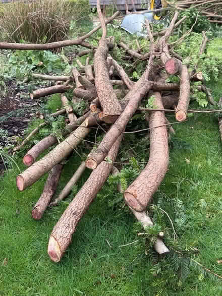 Photo of free Yew branches (logs) (Frankwell SY3) #1