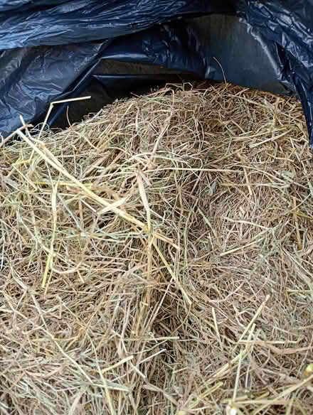 Photo of free Bag of pet Hay (Hereford south side.) #2
