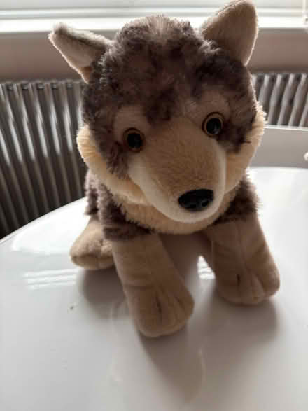 Photo of free Cuddly wolf (CM1 Broomfield) #1