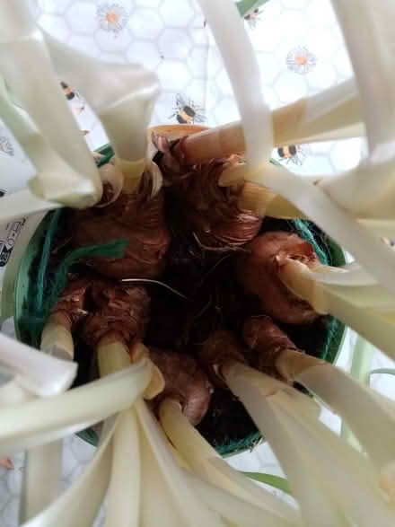 Photo of free Pot of narcissi (Kinson Village Green Stocks BH10) #3