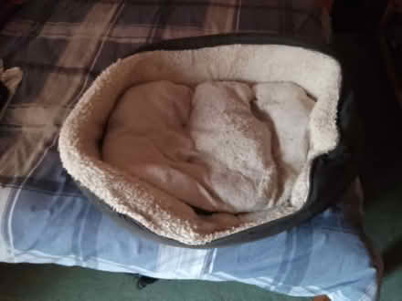 Photo of free Dog bed (Kempston MK42) #1