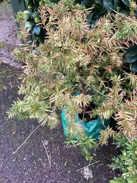Photo of free Garden plants (Shirley CR0) #2