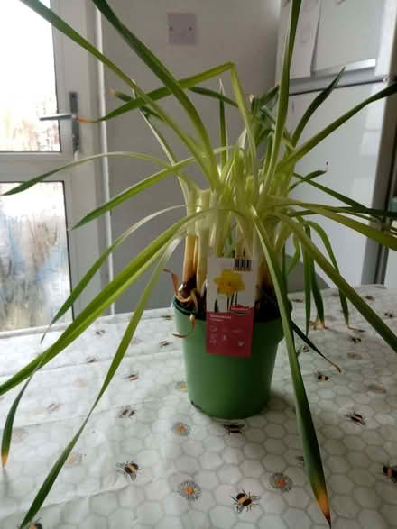 Photo of free Pot of narcissi (Kinson Village Green Stocks BH10) #1