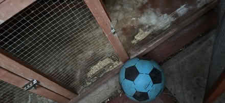 Photo of free Guinea pig hutch (Hereford HR4) #3