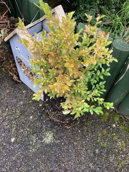 Photo of free Garden plants (Shirley CR0) #3