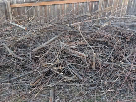 Photo of free Tree Trimmings - wood (Colorado Springs) #3