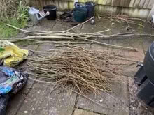 Photo of free Willow twigs/branches (Newbold Verdon LE9) #1