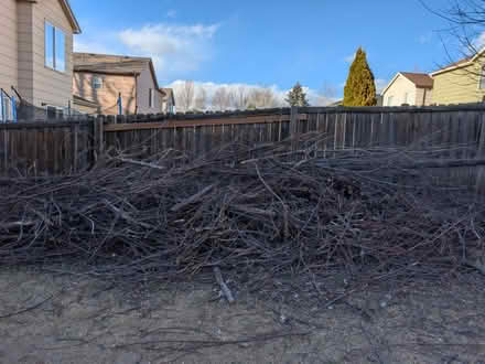 Photo of free Tree Trimmings - wood (Colorado Springs) #2