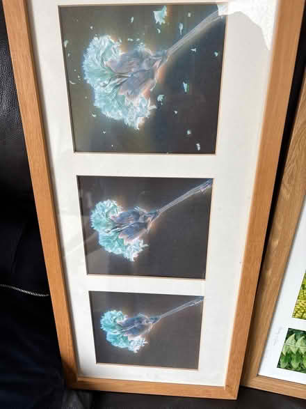 Photo of free Two framed botanical pictures (Shirley CR0) #2
