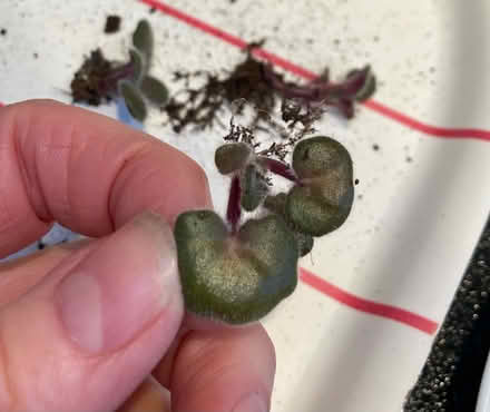 Photo of free African violet rooted baby plants (Bilton CV22) #1