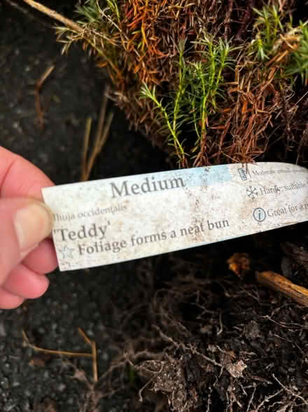 Photo of free Garden plants (Halewood L25) #3